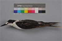 藏品(烏領燕鷗)的圖片